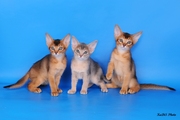 Абиссинские котята из питомника Мирабелла Кэт