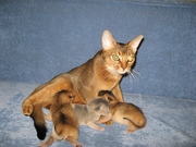 Абиссинские котята из Питомника Мирабелла Кэт